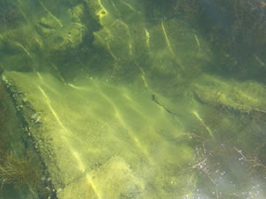 Yasaklar Titreyengölün ekosistemini olumlu etkiledi