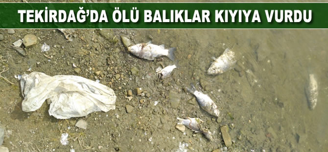 Tekirdağ’da ölü balıklar kıyıya vurdu