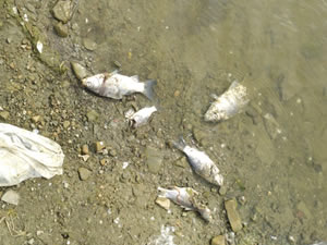 Tekirdağ’da ölü balıklar kıyıya vurdu