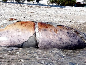 Ege’de salgın döneminde 7 Akdeniz foku canice öldürüldü