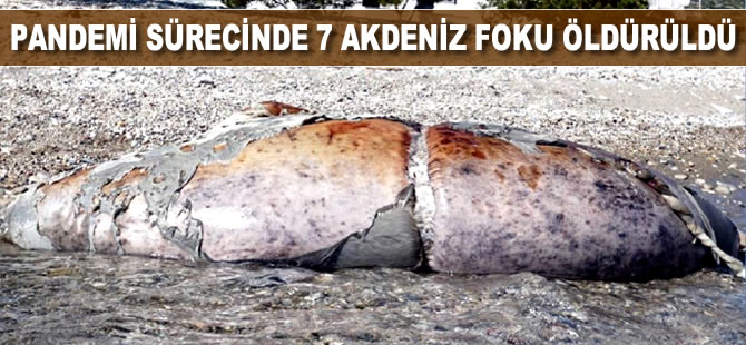 Ege’de salgın döneminde 7 Akdeniz foku canice öldürüldü