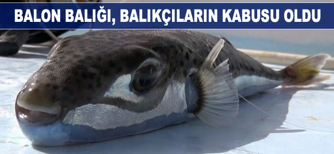Balon balığı, balıkçıların kabusu oldu