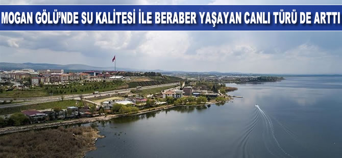 Mogan Gölü'nde su kalitesinin artmasıyla yaşayan canlı türü de arttı