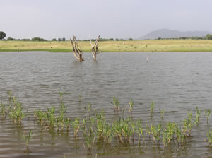 Gölette kaybolan yaşlı adamın cesedi bulundu