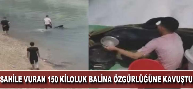 Sahile vuran 150 kiloluk balina, özgürlüğüne kavuştu
