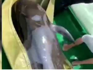 Sahile vuran 150 kiloluk balina, özgürlüğüne kavuştu
