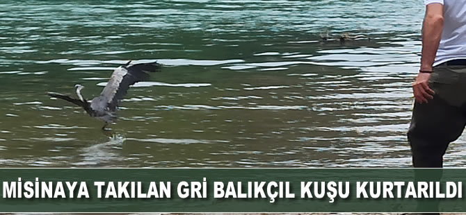 Misinaya takılan gri balıkçıl kuşu kurtarıldı