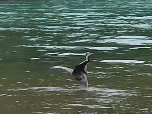 Misinaya takılan gri balıkçıl kuşu kurtarıldı