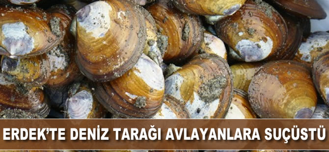 Erdek’te deniz tarağı avlayanlara suçüstü