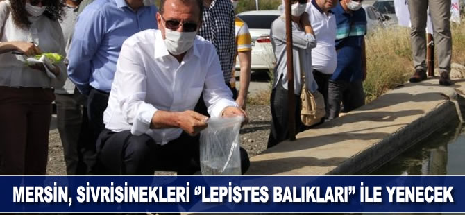 Mersin, sivrisinekleri "lepistes balıklarıyla" yenecek