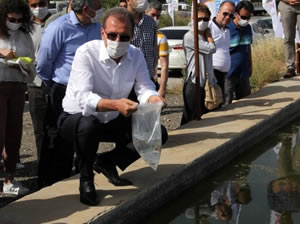 Mersin, sivrisinekleri "lepistes balıklarıyla" yenecek