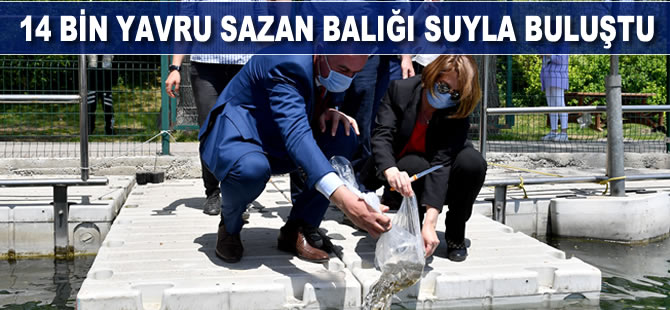 Büyükşehir 14 bin yavru sazan balığını suyla buluşturdu