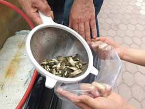 Sivas’ın gölleri balıklandırıldı