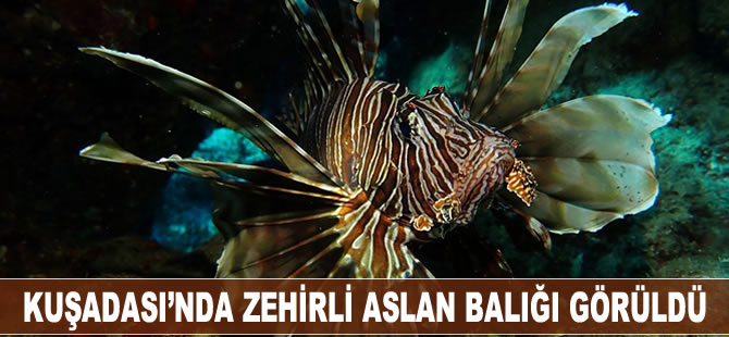 Kuşadası'nda zehirli aslan balığı görüldü