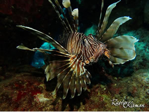 Kuşadası'nda zehirli aslan balığı görüldü