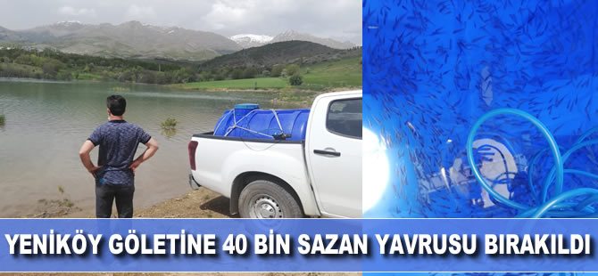 Yeniköy göletine 40 bin sazan yavrusu bırakıldı