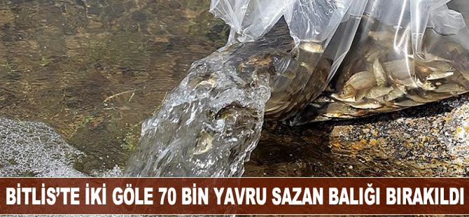 Bitlis'teki Nazik ve Aygır göllerine 70 bin yavru balık bırakıldı