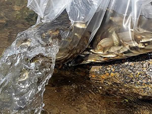 Bitlis'teki Nazik ve Aygır göllerine 70 bin yavru balık bırakıldı