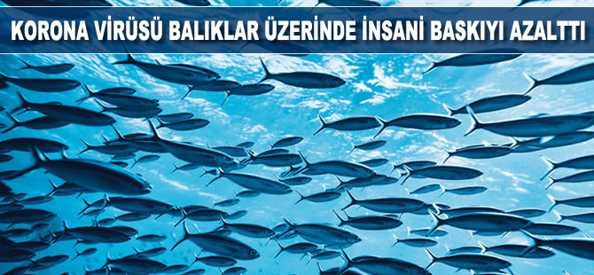 Korona virüsü balıklar üzerindeki insani baskıyı azalttI