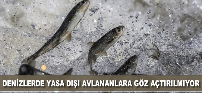 Denizlerde yasa dışı avlananlara göz açtırılmıyor