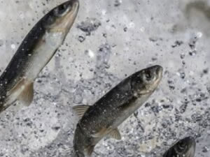 Denizlerde yasa dışı avlananlara göz açtırılmıyor