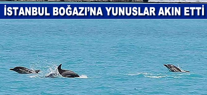 İstanbul Boğazına gün doğumuyla yunuslar akın etti