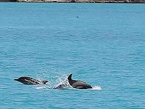 İstanbul Boğazına gün doğumuyla yunuslar akın etti