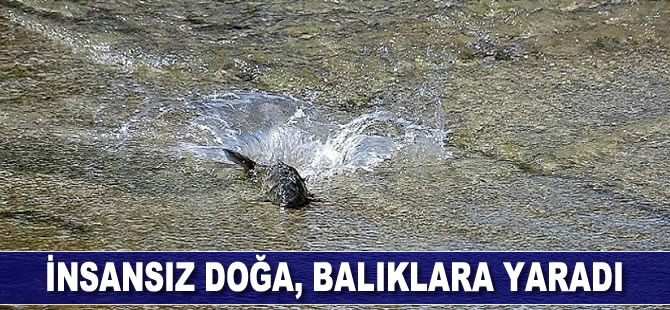 İnsansız doğa, balıklara yaradı