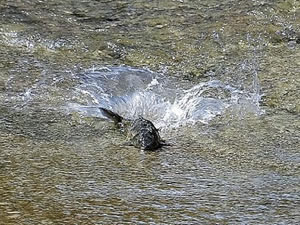 İnsansız doğa, balıklara yaradı
