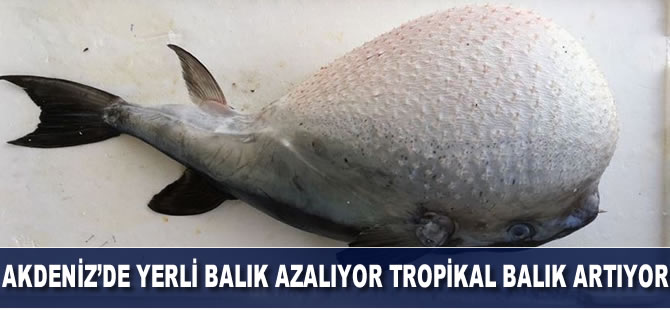 Akdeniz'de yerli balıklar azalıyor, tropikal balık türleri artıyor