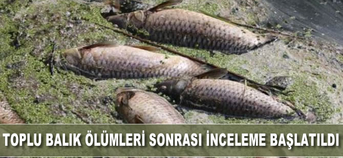 Toplu balık ölümleri sonrası inceleme başlatıldı