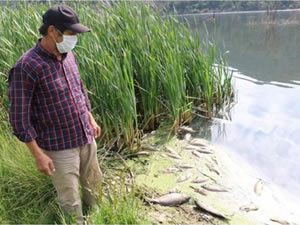 Toplu balık ölümleri sonrası inceleme başlatıldı