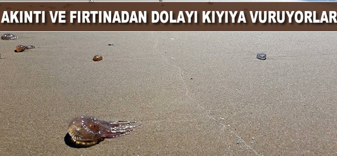 Akıntı ve fırtınadan dolayı karaya vuruyorlar