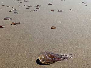 Akıntı ve fırtınadan dolayı karaya vuruyorlar