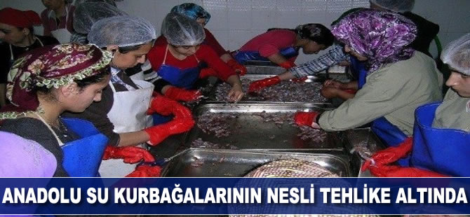 Anadolu su kurbağalarının nesli tehlike altında