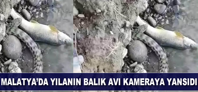 Malatya'da yılanın balık avı kameraya yansıdı
