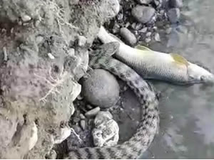 Malatya'da yılanın balık avı kameraya yansıdı