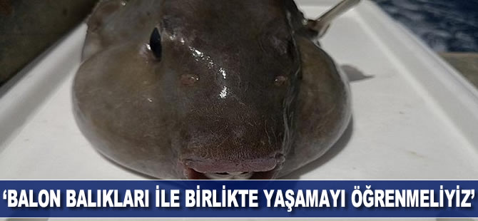 'Balon balıklarıyla birlikte yaşamayı öğrenmeliyiz'
