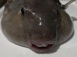 'Balon balıklarıyla birlikte yaşamayı öğrenmeliyiz'