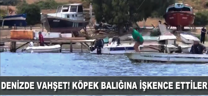 Denizde vahşet! Köpek balığına işkence ettiler