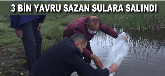 3 Bin yavru sazan sulara salındı
