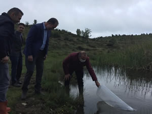 3 Bin yavru sazan sulara salındı