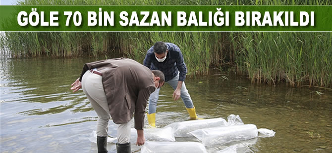Göle 70 bin yavru sazan bırakıldı