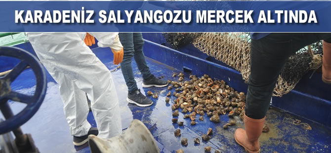 Karadeniz salyangozu mercek altında