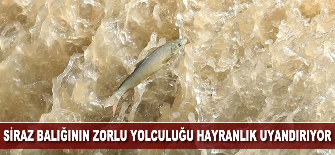 Siraz balığının zorlu yolculuğu hayranlık uyandırıyor