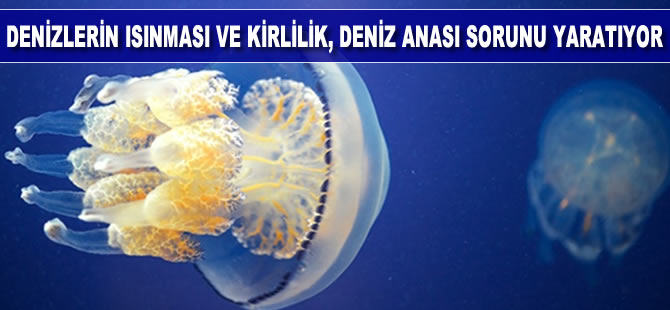 Denizlerin ısınması ve kirlilik, denizanası sorunu yaratıyor