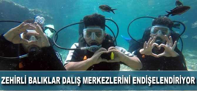 Zehirli balık türleri dalış merkezlerini endişelendiriyor