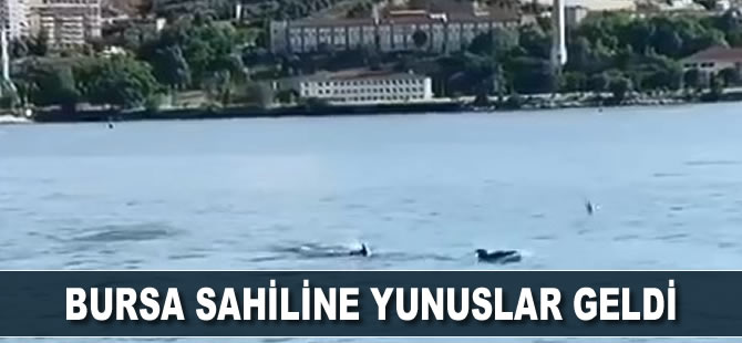 Bursa'da  yunuslar sahile geldi