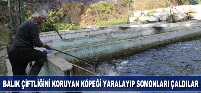 Balık çiftliğini koruyan köpeği yaralayıp, somonları çaldılar
