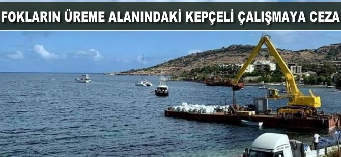 Fokların üreme alanındaki kepçeli çalışmaya ceza